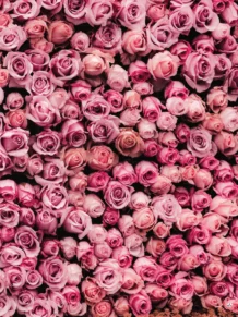 Roses 112 Backdrop Banner - 2m H X 1.5m W