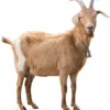 Adult Red Goat 536 Cardboard Cutout -Lifesize Cutouts Shop adult red goat 536 1150mm