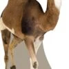 Camel Cardboard Cutout -Lifesize Cutouts Shop camel 791