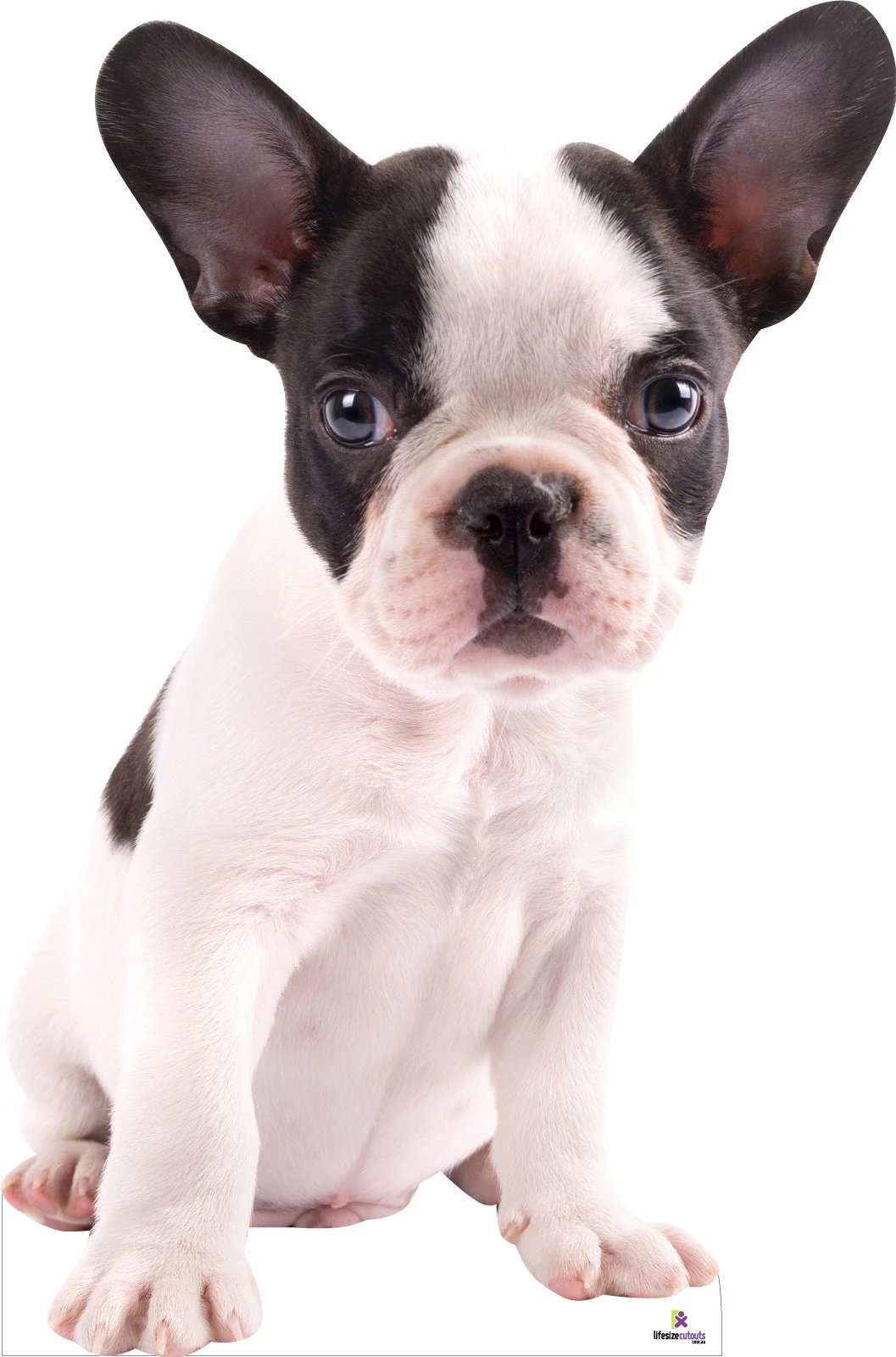 Custom Lifesize Dog Cutout - Small - Front 3 Custom Lifesize Dog Cutout - Small - Front