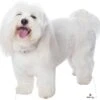 Custom Lifesize Dog Cutout - Small - Side -Lifesize Cutouts Shop dog small side