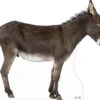 Donkey Cardboard Cutout Side On 119cm X 160cm -Lifesize Cutouts Shop donkey side on 052