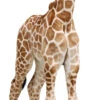Giraffe Calf 529 Cardboard Cutout -Lifesize Cutouts Shop giraffe calf 529 1600 x 650