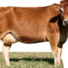 Jersey Cow 836 Cardboard Cutout Side On -Lifesize Cutouts Shop jersey cow 836 cutout 1750 x 1200 ref