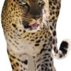 Leopard 887 Cardboard Cutout -Lifesize Cutouts Shop leopard 887 600 x 1200