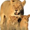 Lion And Cubs Cardboard Cutout -Lifesize Cutouts Shop lion and cubs