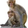 Monkey And Baby 418 Cardboard Cutout -Lifesize Cutouts Shop monkey and baby 418 cutout