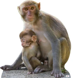 Monkey And Baby 418 Cardboard Cutout