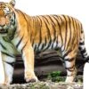 Tiger Cardboard Cutout Side On -Lifesize Cutouts Shop tiger side