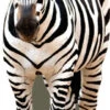 Zebra Cardboard Cutout Front On -Lifesize Cutouts Shop zebra front 2