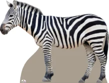 Zebra Cardboard Cutout Side On
